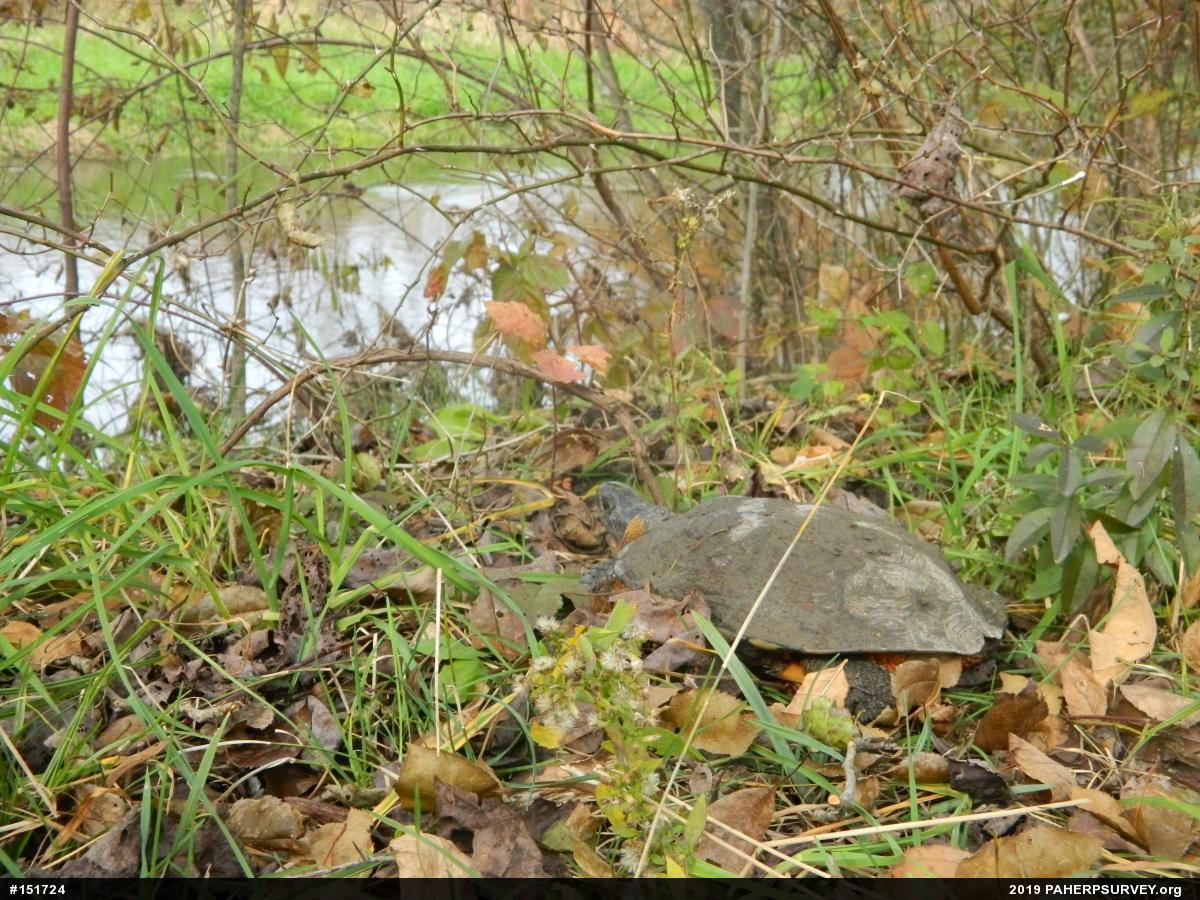 Wood Turtle