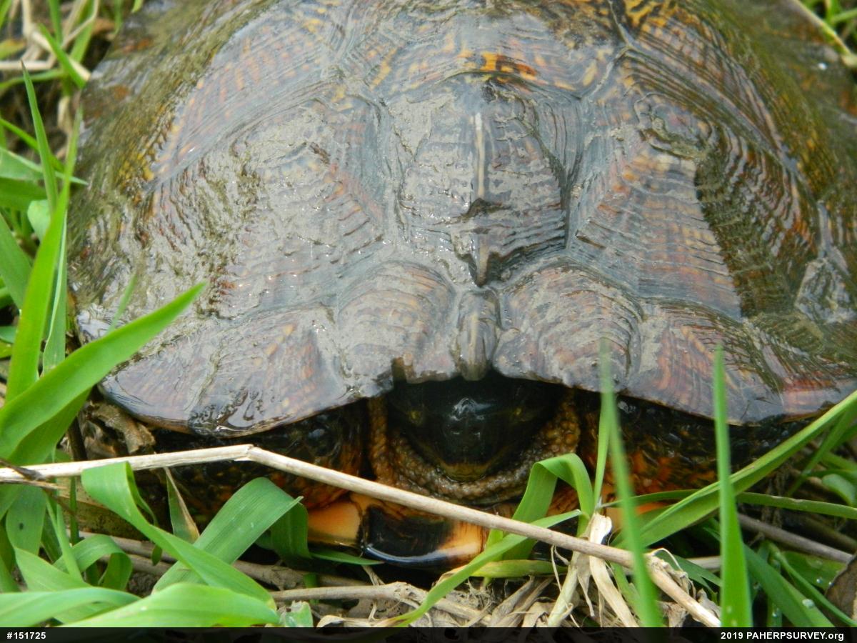 Wood Turtle