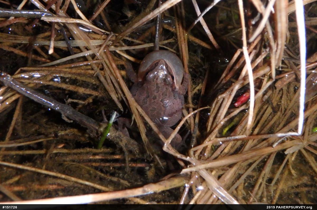 Upland Chorus Frog