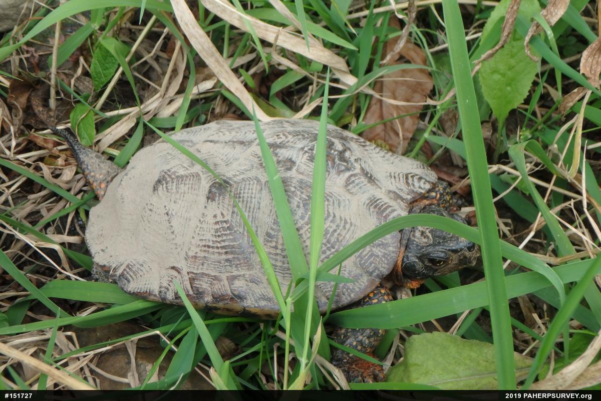 Wood Turtle