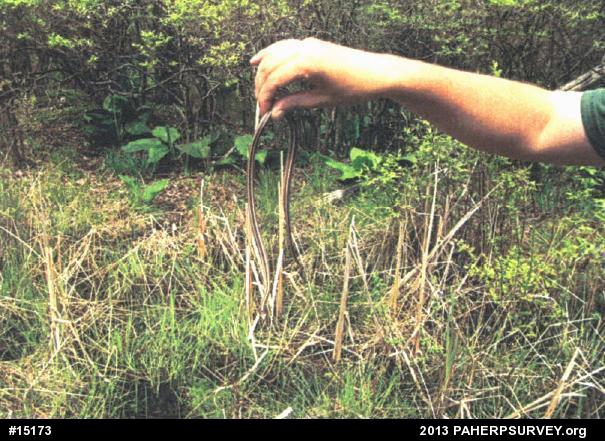 Eastern Ribbonsnake