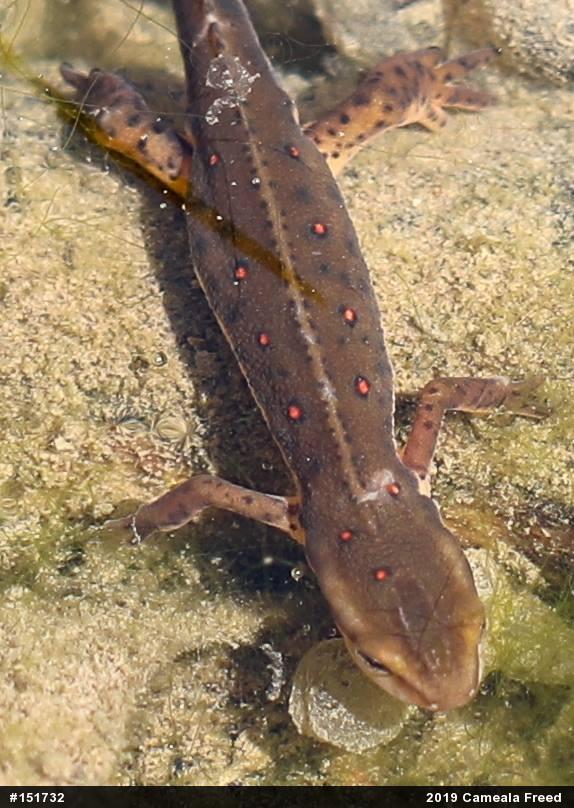 Red-spotted Newt
