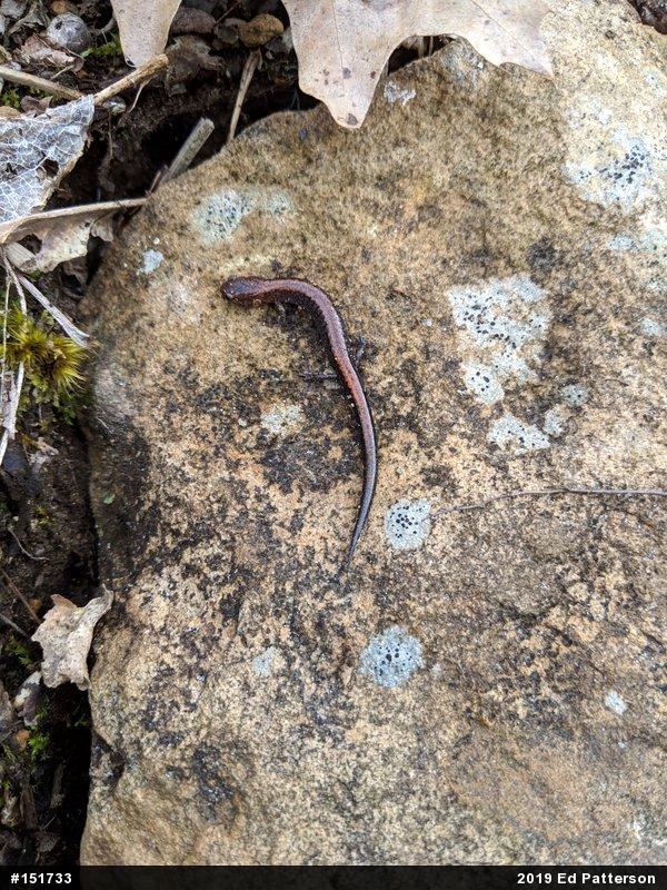 Eastern Red-backed  Salamander