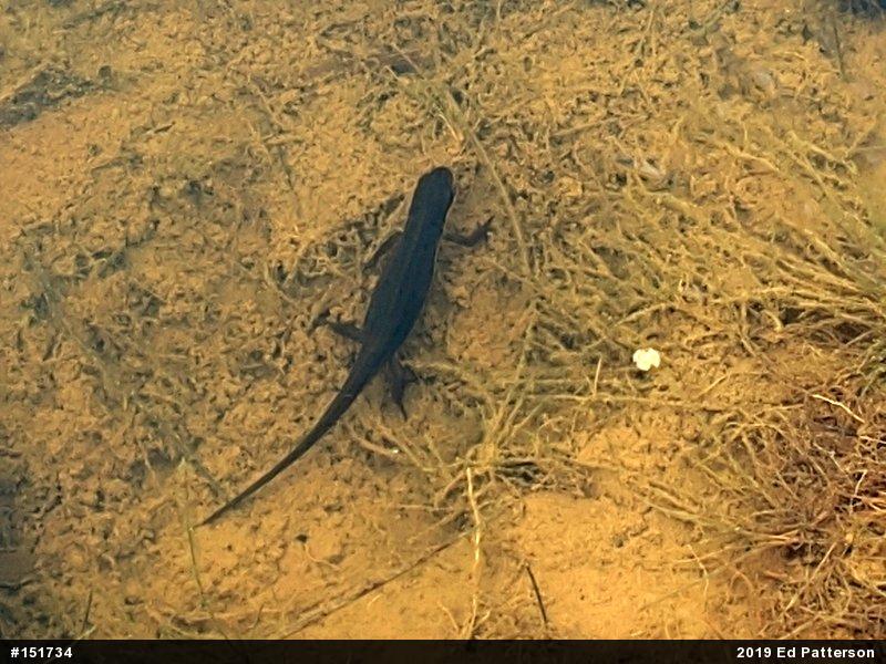 Red-spotted Newt