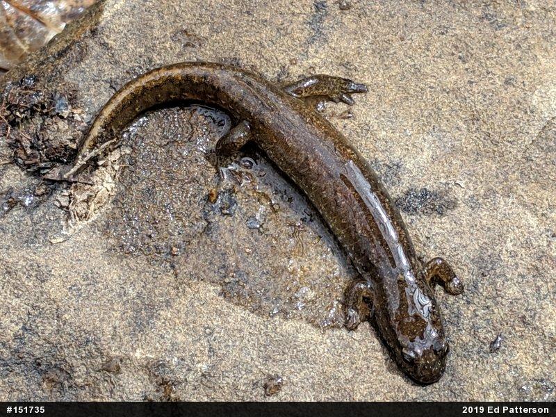 Northern Dusky Salamander