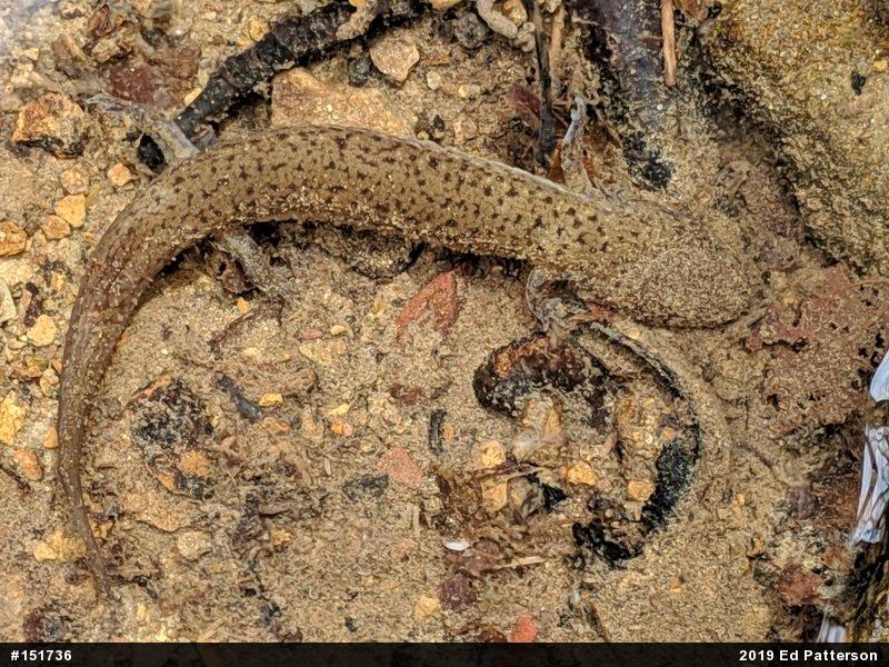 Northern Red Salamander