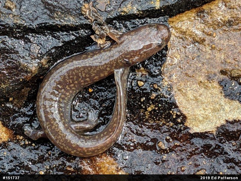 Northern Spring Salamander