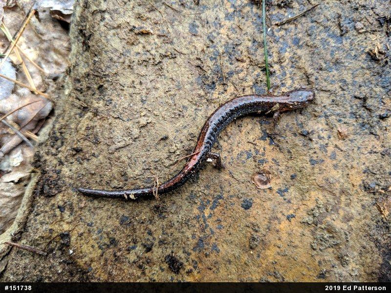 Eastern Red-backed  Salamander