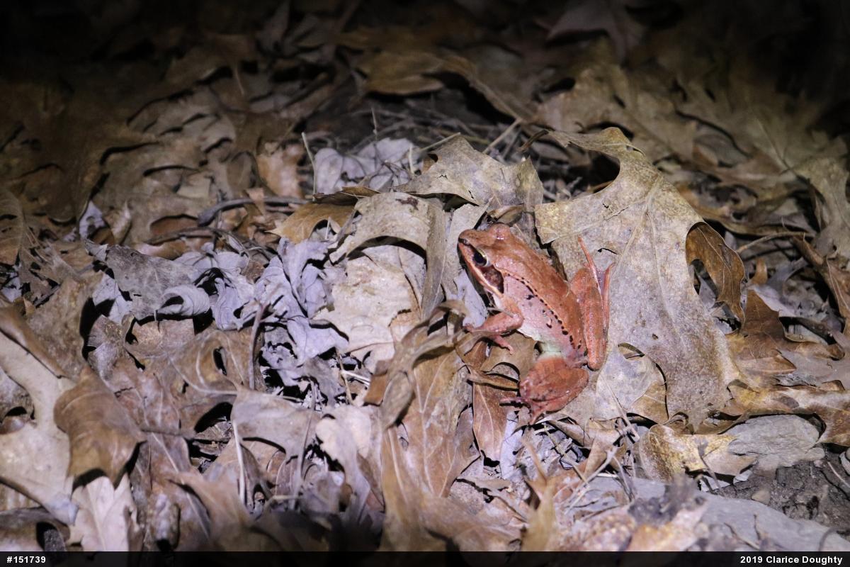 Wood Frog