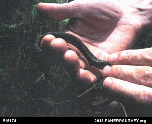 Eastern Gartersnake