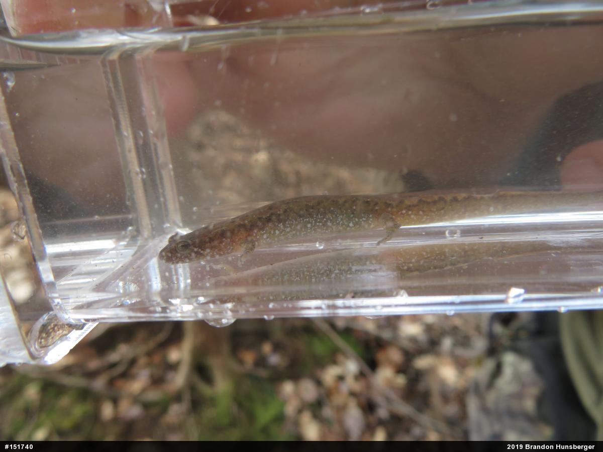 Northern Dusky Salamander