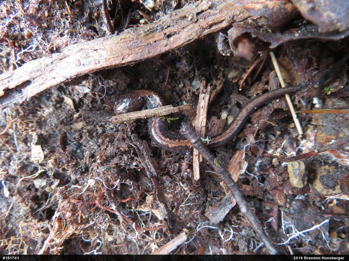 Eastern Red-backed  Salamander
