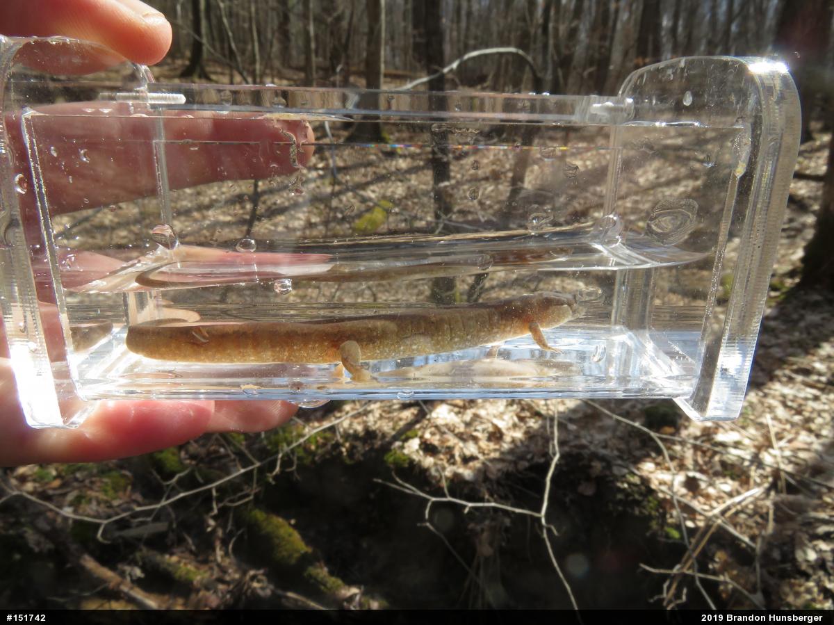 Northern Dusky Salamander