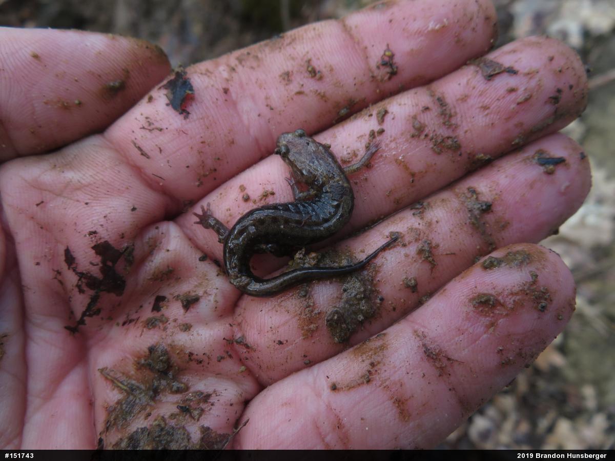 Allegheny Mountain Dusky Salamander