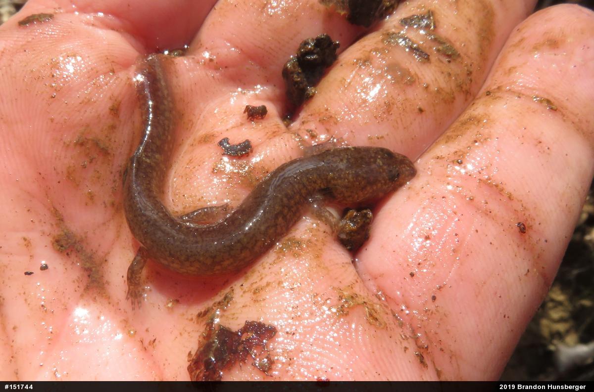 Northern Spring Salamander