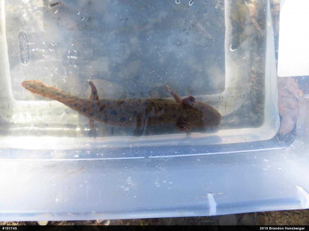 Common Mudpuppy