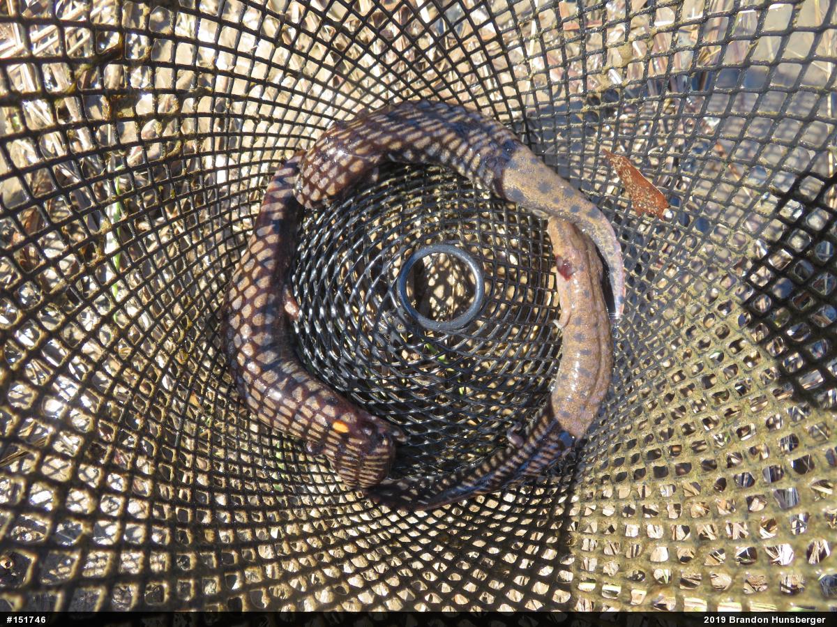 Common Mudpuppy