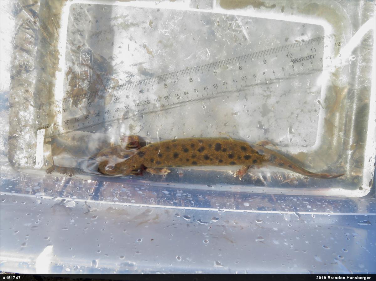 Common Mudpuppy