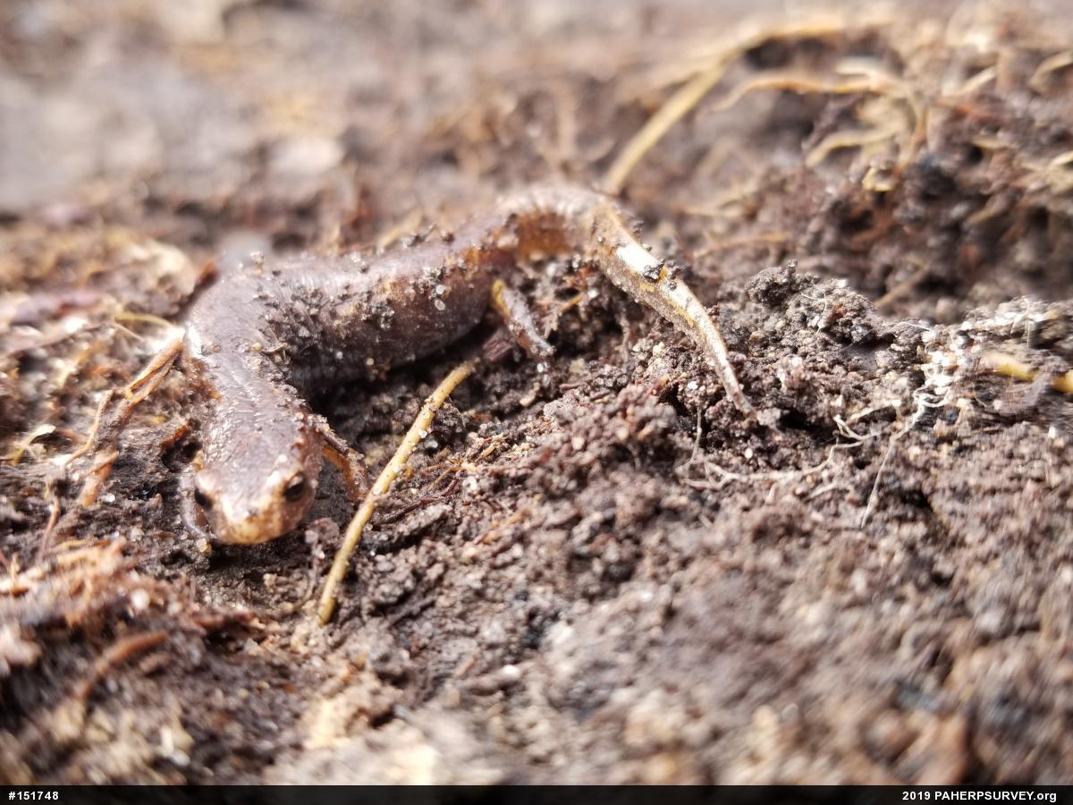 Four-toed Salamander