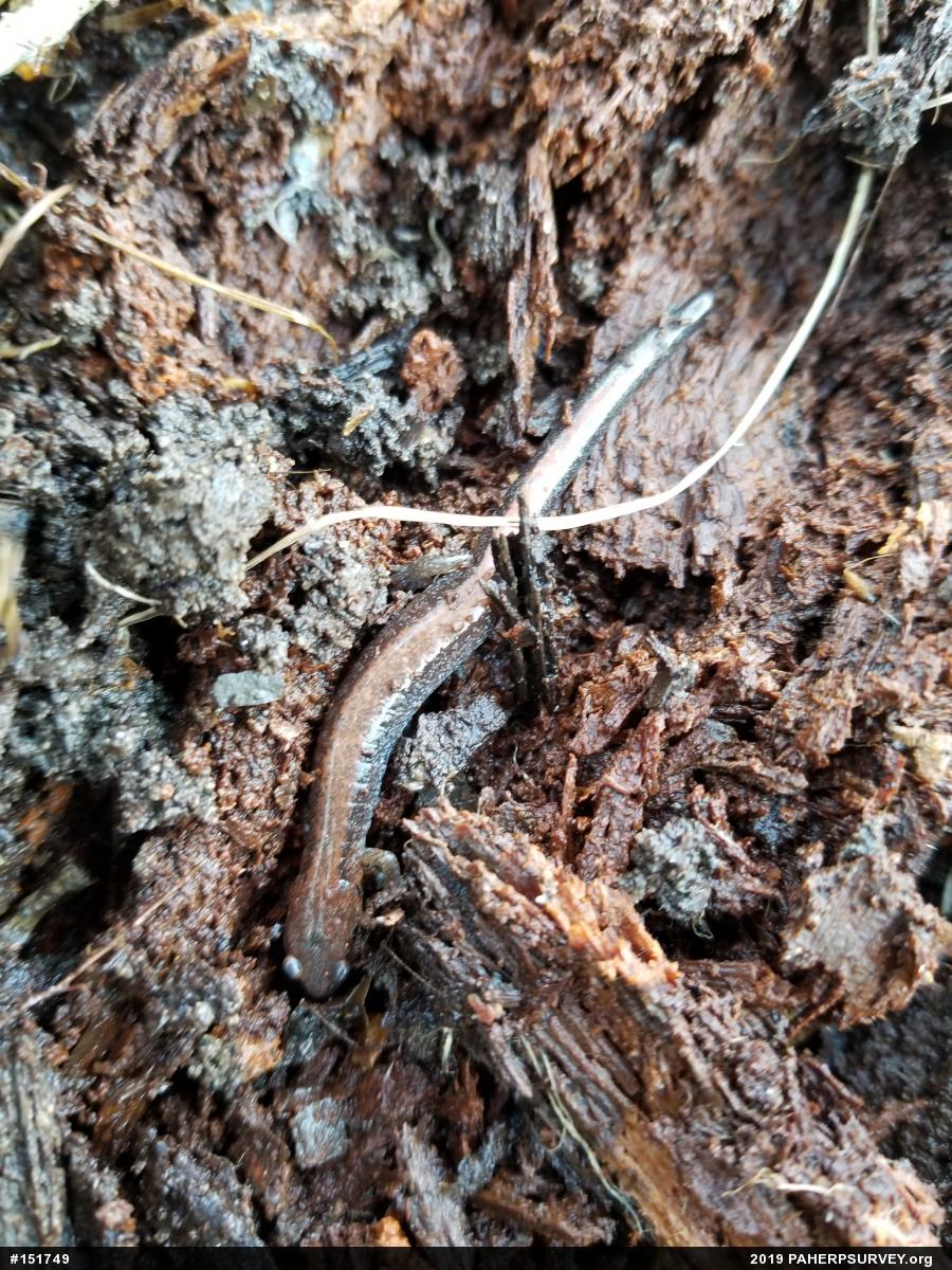 Eastern Red-backed  Salamander