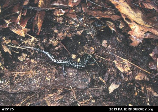Northern Slimy Salamander