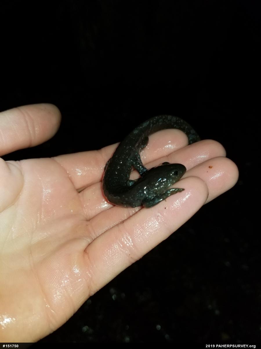 Jefferson Salamander