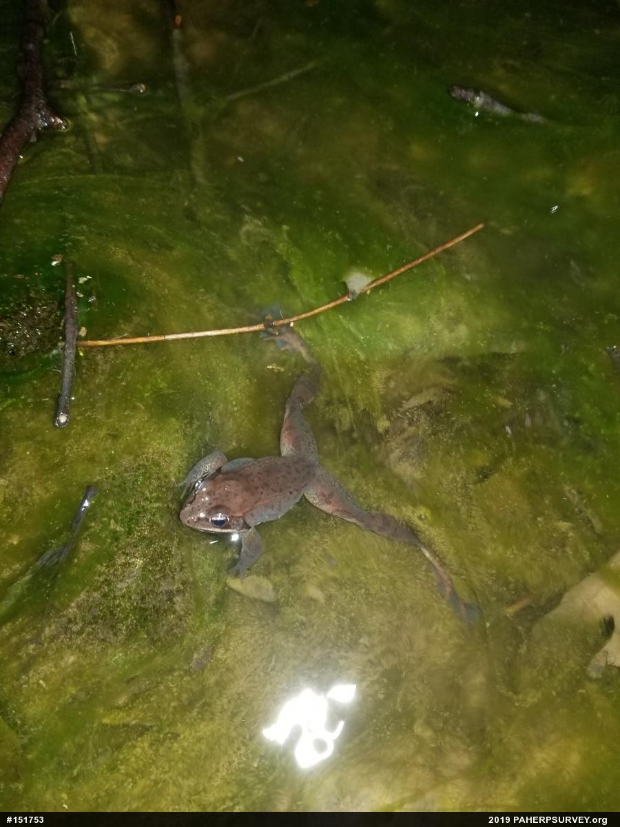 Wood Frog