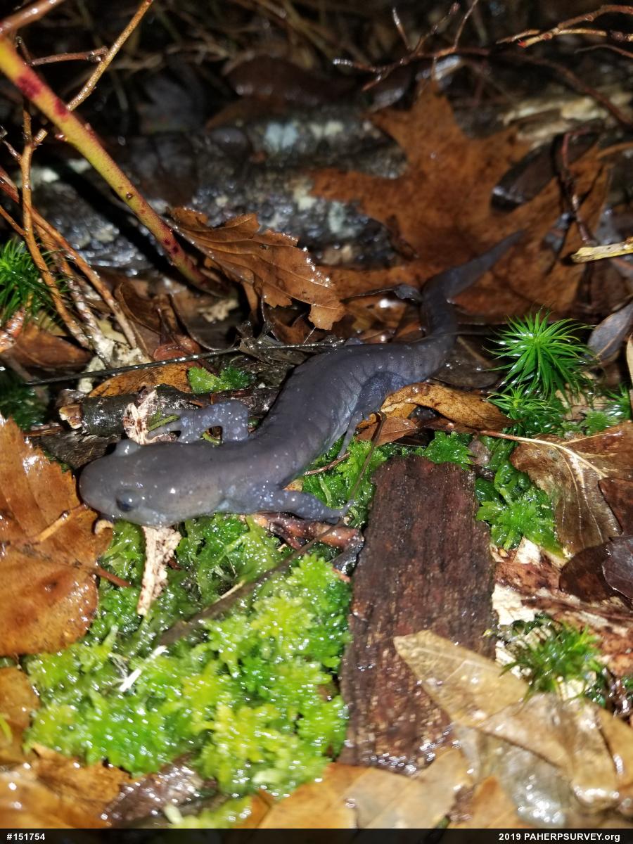 Jefferson Salamander