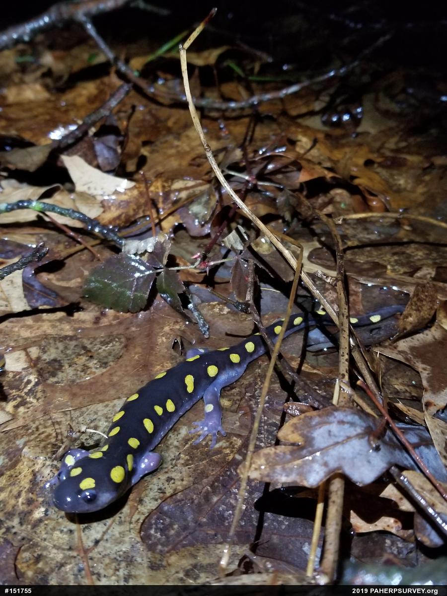 Spotted Salamander