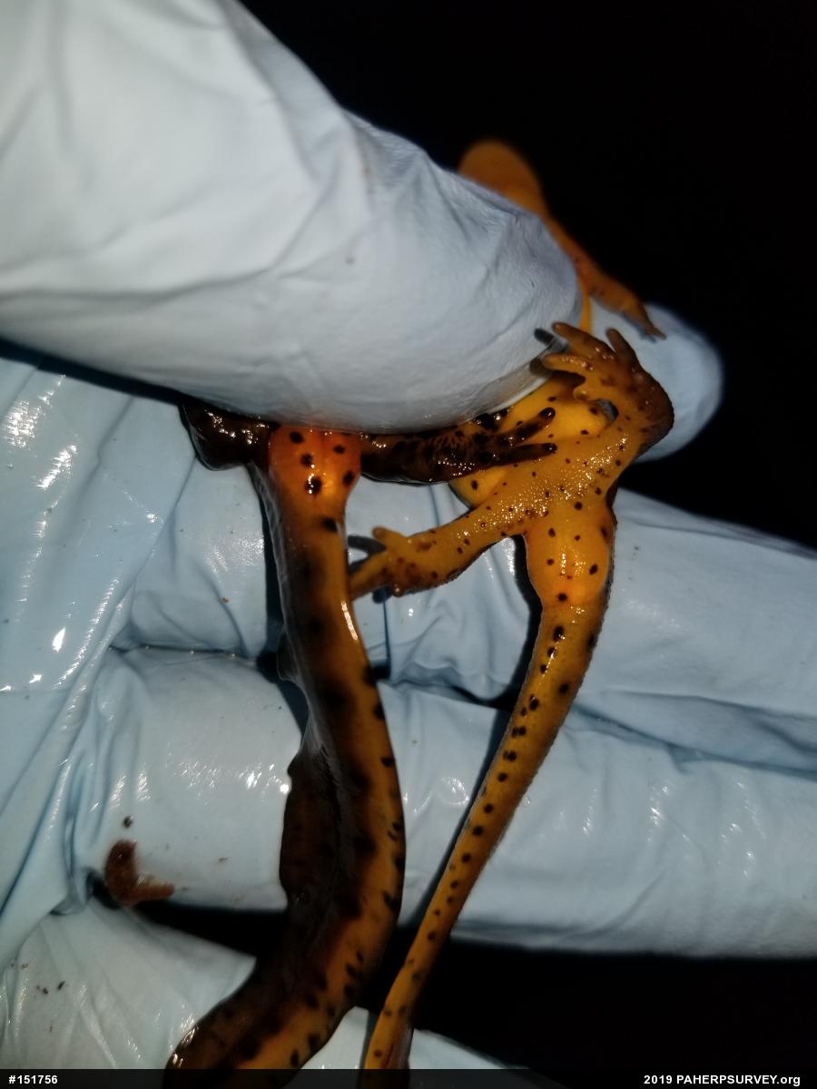 Red-spotted Newt