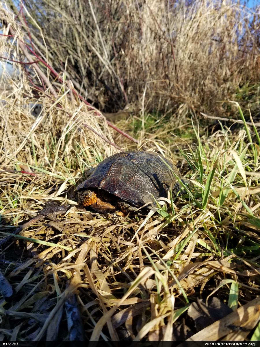 Wood Turtle