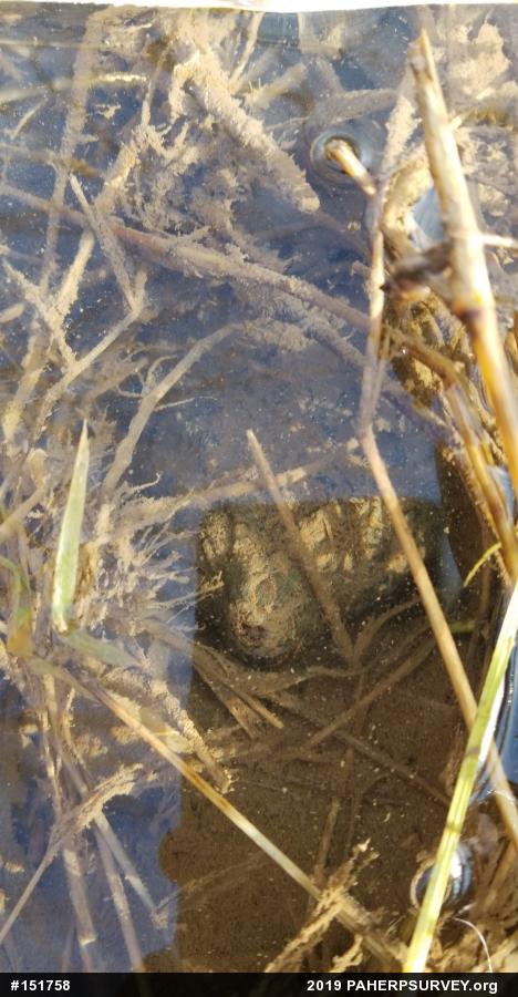 Snapping Turtle