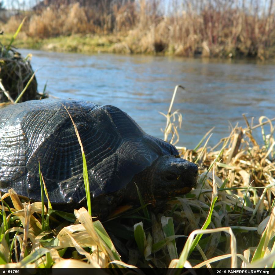 Wood Turtle