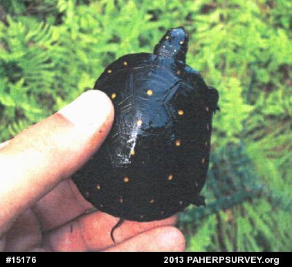 Spotted Turtle