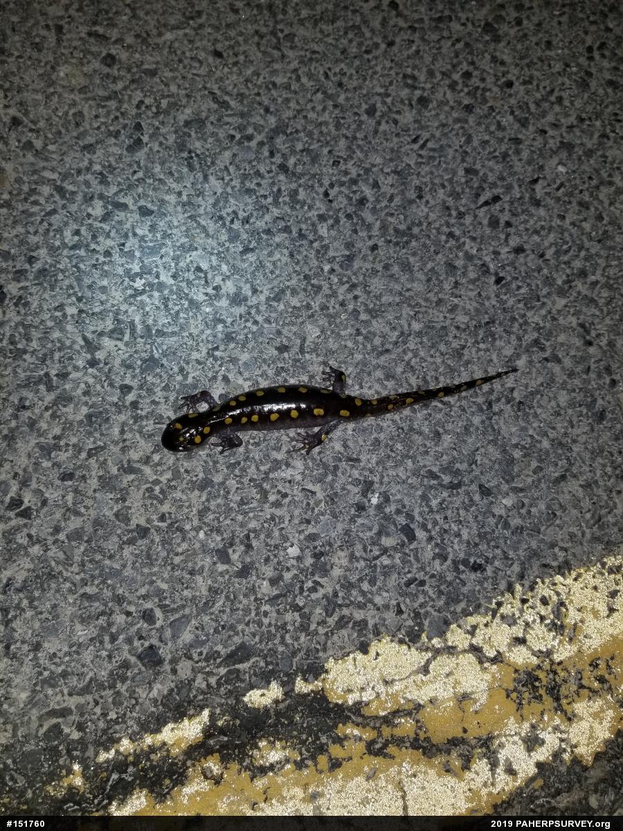 Spotted Salamander