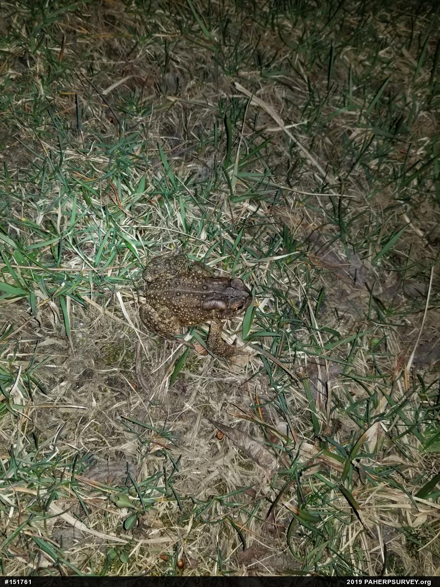 Eastern American Toad