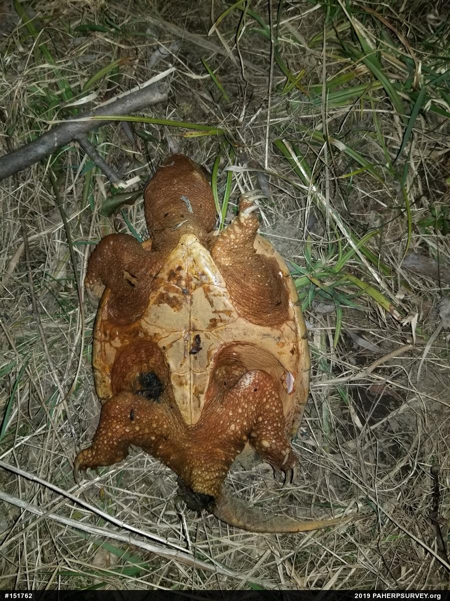 Snapping Turtle