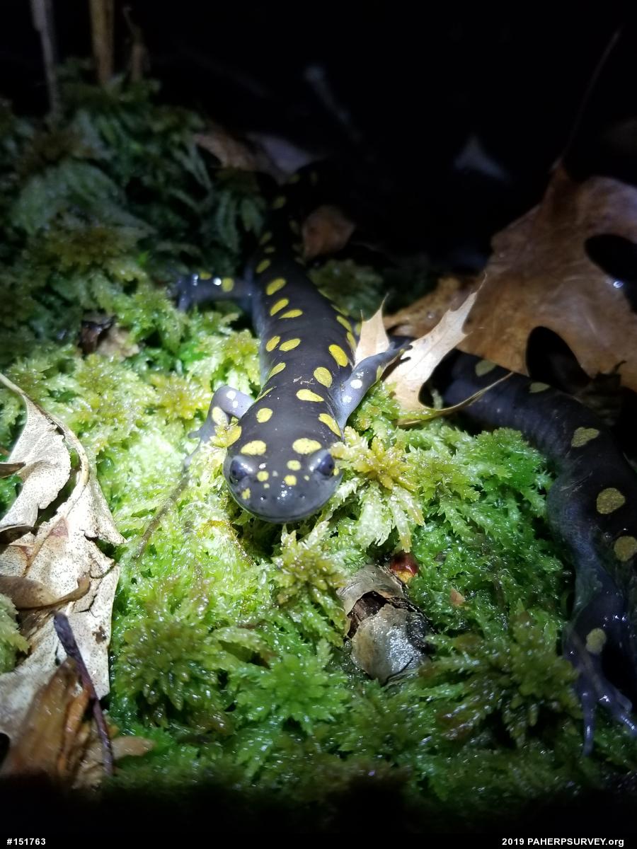 Spotted Salamander