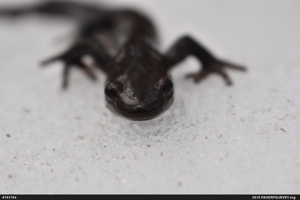 Jefferson Salamander