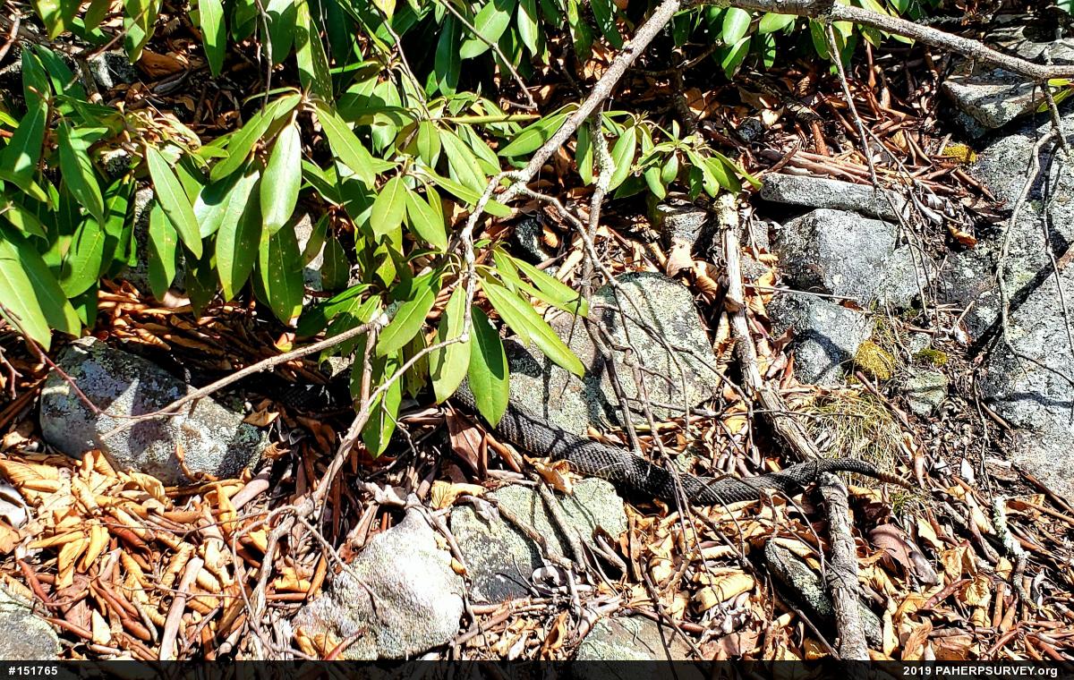 Timber Rattlesnake
