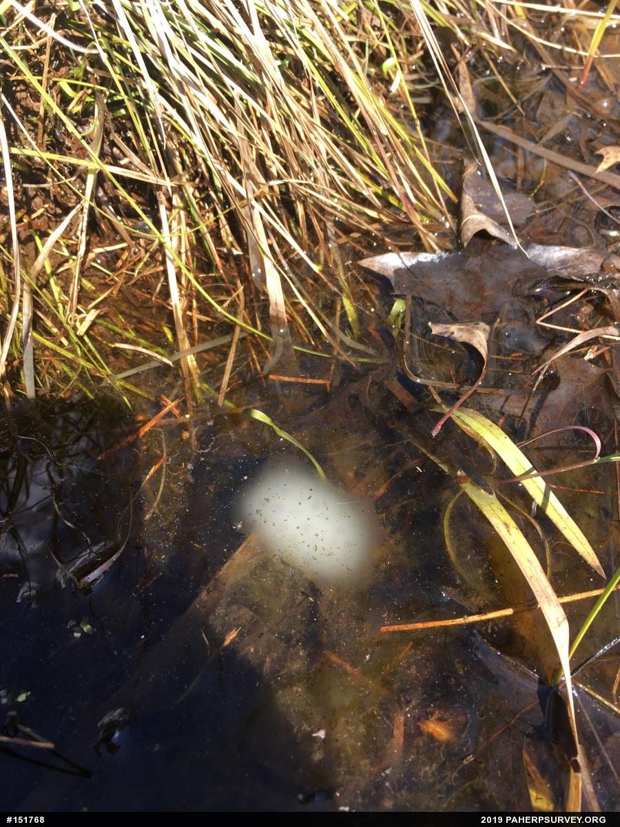 Spotted Salamander