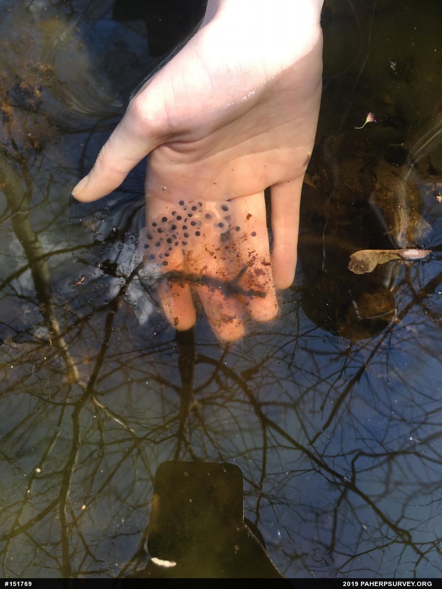 Spotted Salamander