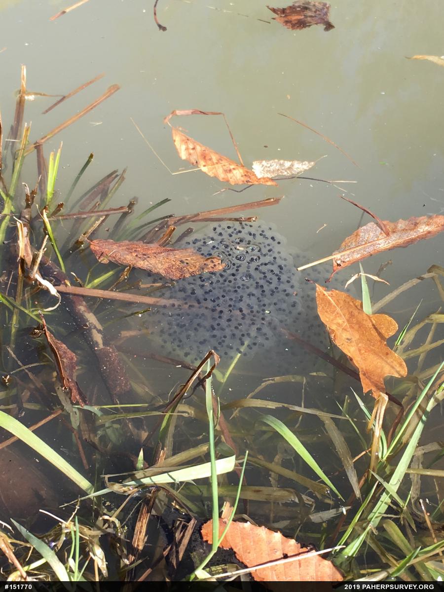 Wood Frog