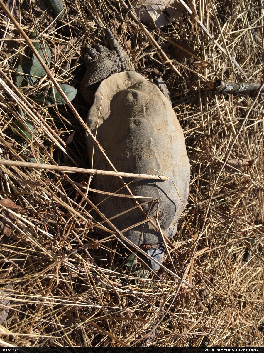 Wood Turtle