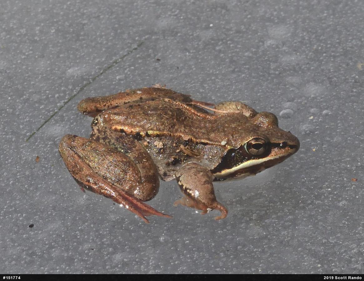 Wood Frog