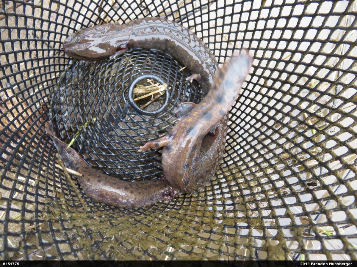 Common Mudpuppy