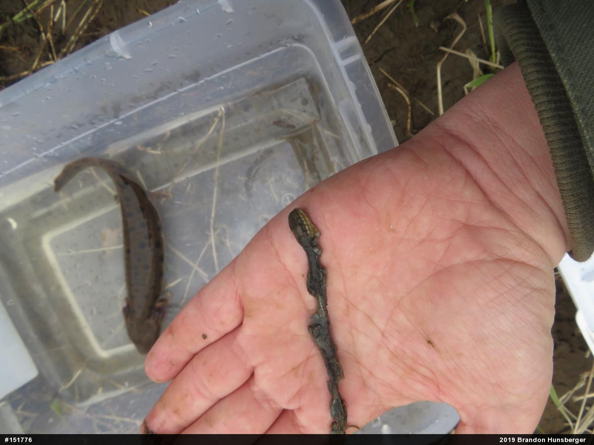 Queensnake