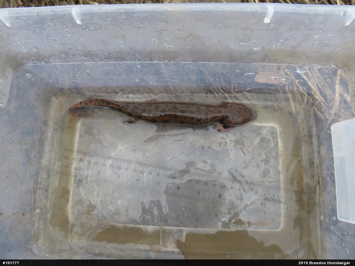 Common Mudpuppy
