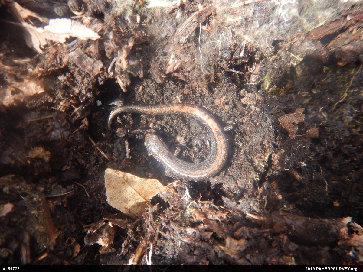 Eastern Red-backed  Salamander