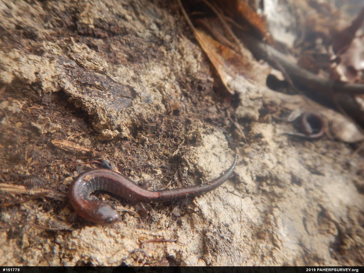 Eastern Red-backed  Salamander